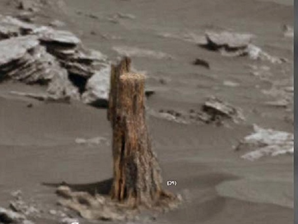 На Марсе найдено засохшее дерево