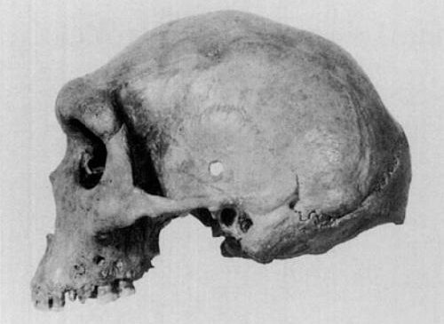 Древние черепа с пулевыми отверстиями.