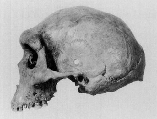 Древние черепа с пулевыми отверстиями.