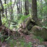 Звёздные врата в Сибирской тайге.