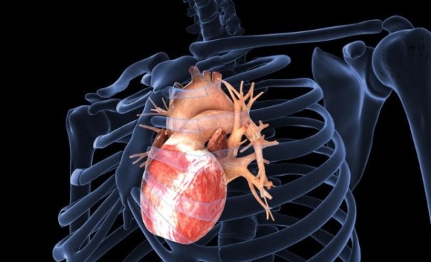 Нижегородские учёные создали компьютерную модель сердца