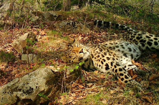 Дальневосточные леопарды в Приморье стали чаще делать «селфи»