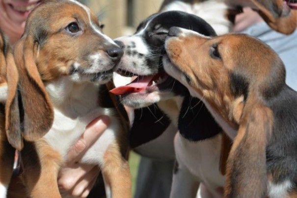 В США родились первые в мире щенки «из пробирки»