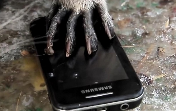 В Московском зоопарке теряются телефоны — Еноты разбушевались
