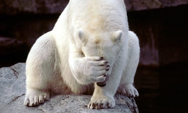 В Арктике найдены следы старинных охотников на белых медведей