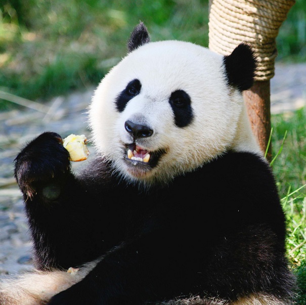 Исследование: панды полагаются на чувства при выборе партнёра