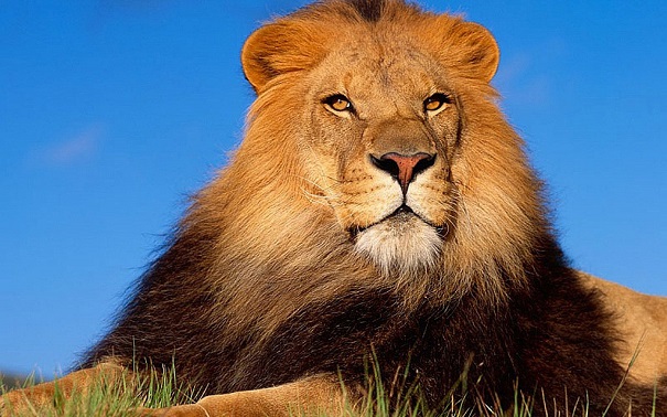 В США решено внести два подвида африканских львов в список исчезающих животных