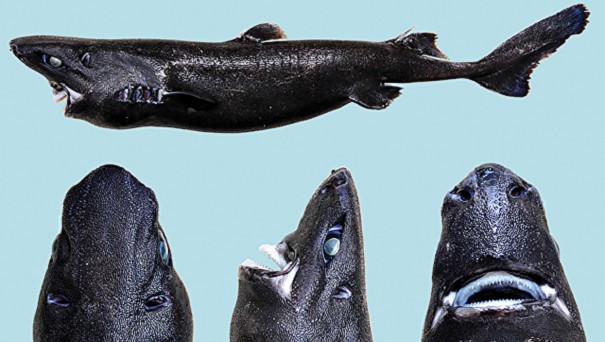 Ученые обнаружили акулу-ниндзя в Тихом океане