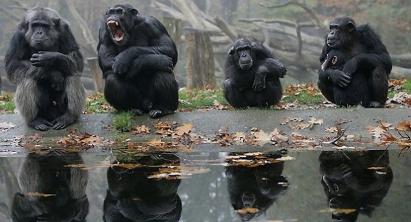 Ученые: Люди и шимпанзе одинаково доверяют свэоим приятелям