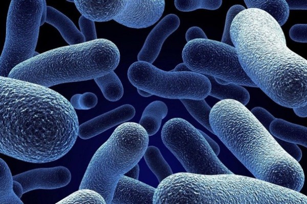 Из-за диет может случится вымирание микробов в кишечном тракте человека