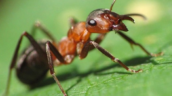 В домах людей живут не менее 500 видов насекомых — Исследование
