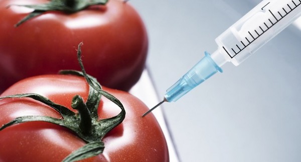 Исследование о вреде ГМО было основано на поддельных данных — Nature