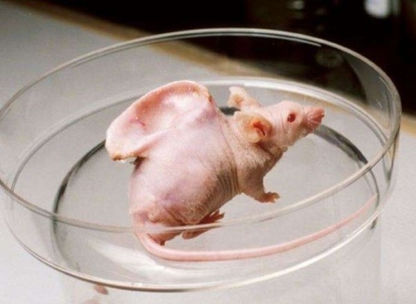 В Японии на спине крысы вырастили человеческое ухо