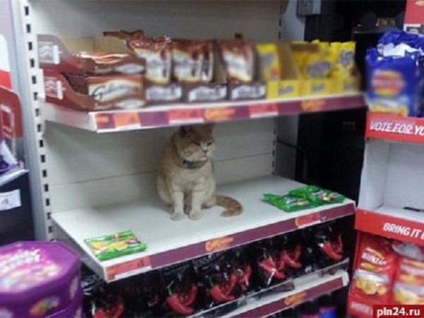 Кот из английского супермаркета стал новым героем социальных сетей