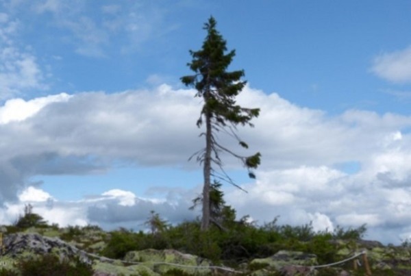 В Швеции ученые отыскали ель-рекордсмена