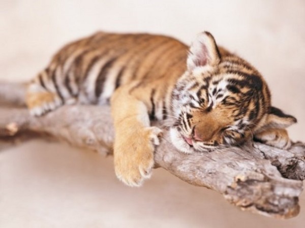 Найденный в Приморье 4-месячный тигренок, оставшийся без матери, пошел на поправку