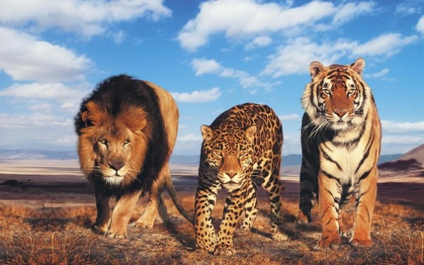 «Двойное гражданство» имеют около 50 тигров и леопардов — Ученые