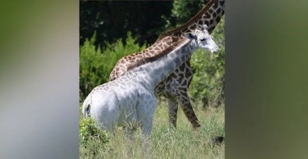 В Танзании найден необычайный белый жираф