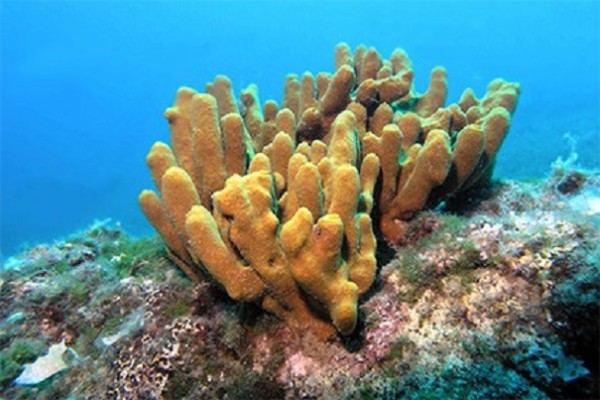 Ученые: Морские губки были первыми существами на планете
