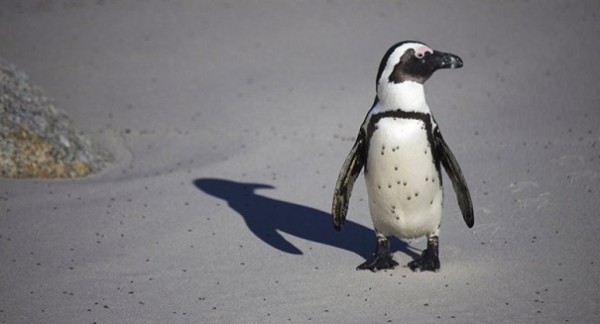 Биологи поведали, почему перья пингвинов не покрываются льдом