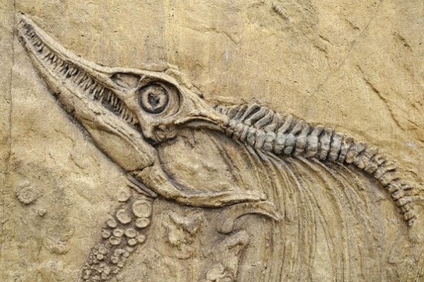 Археологи: В Японии найден 7-мой динозавр