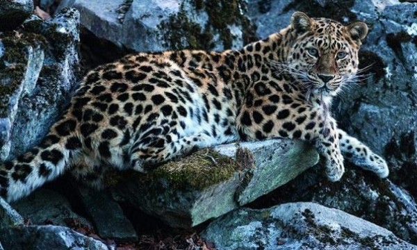 Леопарда-долгожителя отыскали в государственном парке Приморья