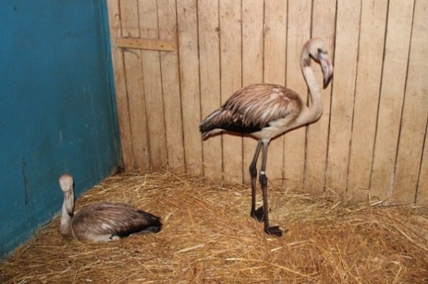 Случайно залетевшие в Нижегородскую область фламинго получат новый дом в зоопарке «Лимпопо»