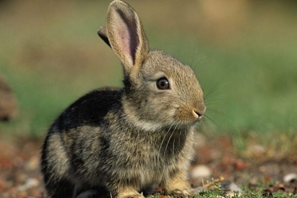 Ученые благополучно разморозили живой мозг кролика
