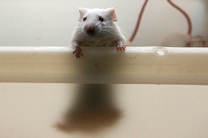Ученые: очистка тела мыши от дряхлых клеток продлила им жизнь на 30%