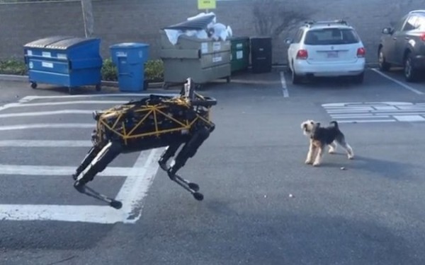 Маленькая собачка напала на робота от Google