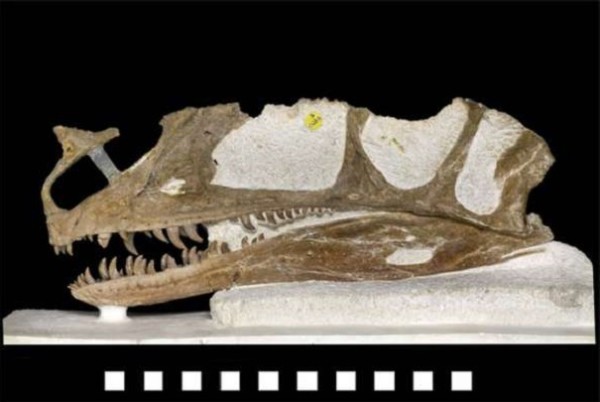 В пустыне Узбекистана археологи обнаружили останки предка тираннозавра