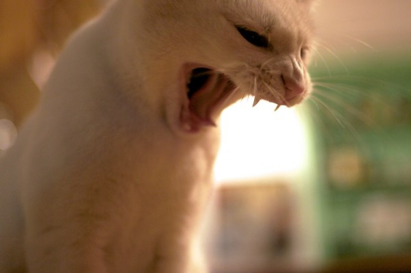 «Зомби»-паразит кошек может вызывать приступы ярости у людей — Ученые»»