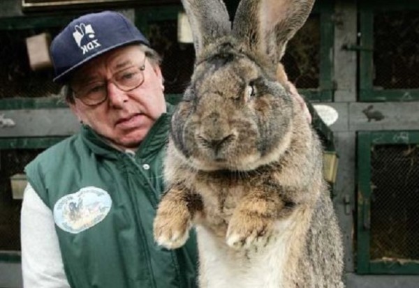 В США найдены два самых огромных кролика в мире