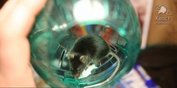 РАН на месяц отправит 70 мышей в космос