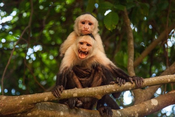 Старинная обезьяна проплыла 160 км из Южной Америки в Северную — Ученые