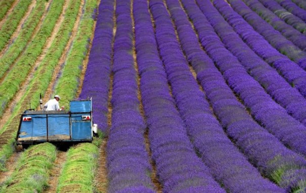 Япония заменит фермеров роботами