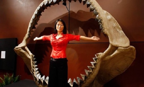 Ученые установили причину вымирания акул-мегалодонов на Земле