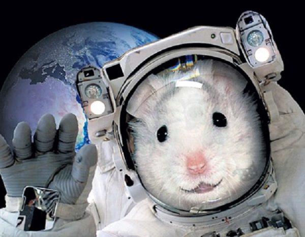 Подопытные мыши вернулись из космоса с больной печенью