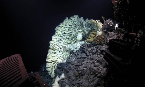 Самая большая губка в мире обнаружена в Тихом океане
