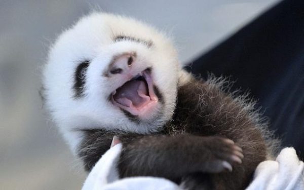 В Китайской республике родился 1-ый в нынешнем 2016 г детеныш большой панды