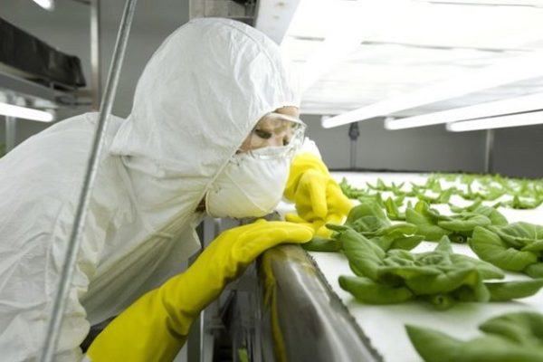 ГМО не вредит здоровью — Ученые
