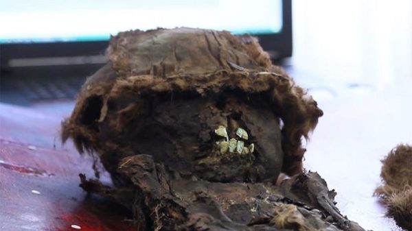 Ученые «оживят» 700-летнюю мумию ребенка, найденную на Ямале
