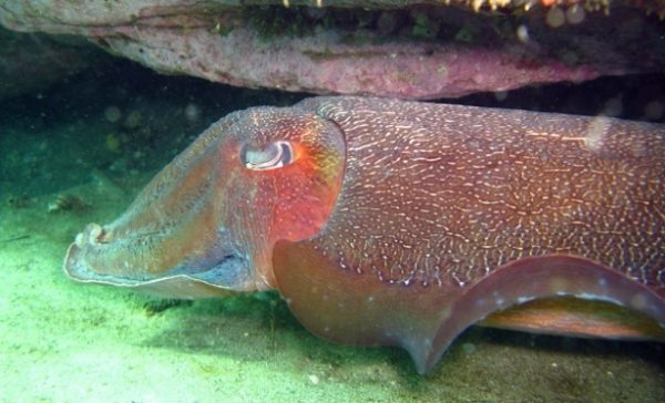 Ученые узнали о захвате Мирового океана осьминогами и кальмарами
