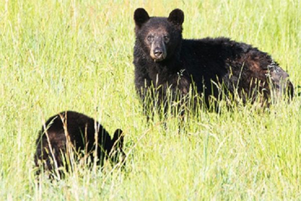 Живой щит: медведицы используют людей для спасения детёнышей