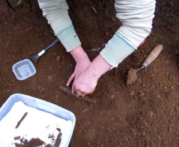 В Великом Новгороде археологи обнаружили новое древнерусское ругательство
