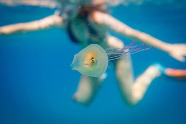 Австралийский фотограф заснял рыбку, живущую внутри медузы