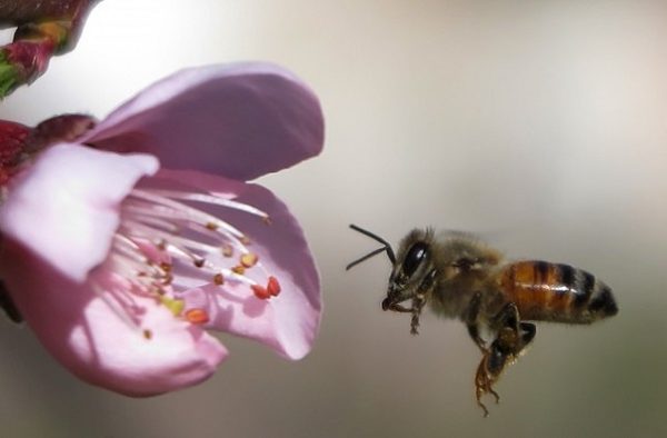 Ученые: Африканские пчелы могут размножаться без самцов