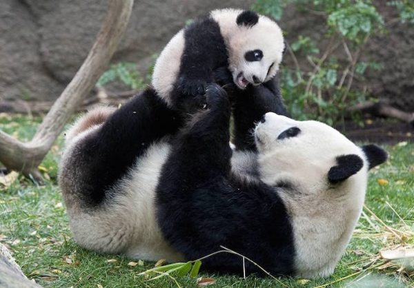 В КНР родился 2-ой в 2015 году детеныш большой панды