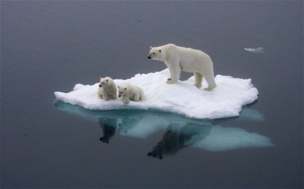 Арктика впервые за сто тысяч лет освободится ото льда