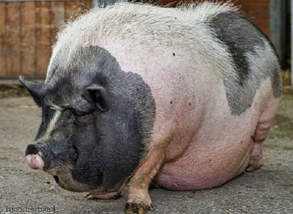 Ученые из США пытаются вырастить человеческие органы внутри свиней